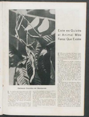 Este es Quizás el animal más feroz que existe