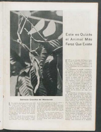 Este es Quizás el animal más feroz que existe