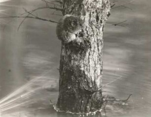 Waldwühl- (oder Rötel-)Maus (Clethrionomys glareolus Schreb.), vom Hochwasser überrascht