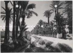 Elche, Palmen und Bewässerungskanal