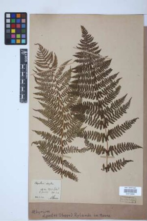 Athyrium alpestre (Hoppe) Rylands