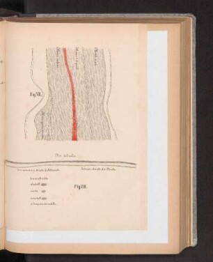 Fig. VIII.