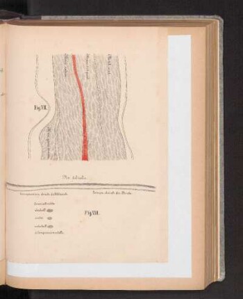 Fig. VIII.