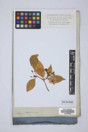 Solanum stellatum Jacq.