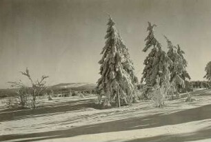 Der Kahleberg. Ansicht von Schellerhau aus