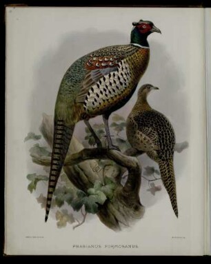 [Plate VI.] Phasianus formosanus