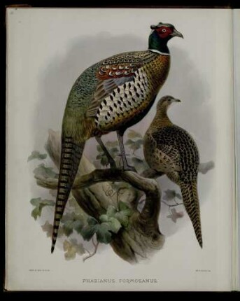 [Plate VI.] Phasianus formosanus