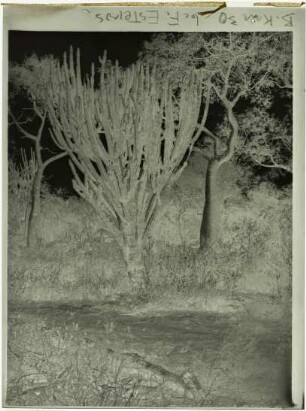 Sukkulenten-Baum