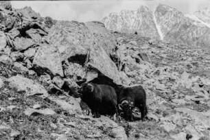 Widder : Widder in den Alpen.