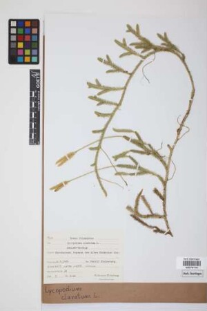 Lycopodium clavatum clavatum L.