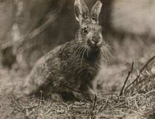 Feldhase (Lepus europaeus), Jungtier