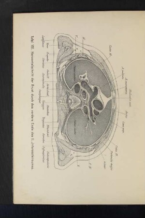 Tafel VIII. Horizontalschnitt der Brust durch das vordere Ende des II. Intercostelraumes.