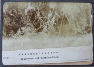 Kilimandscharo: Erikawald mit Moosflechten