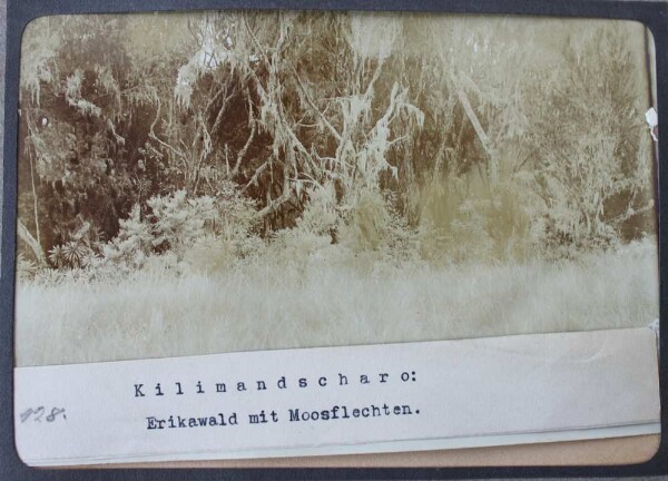 Kilimandjaro : forêt de bruyères avec lichens de mousse