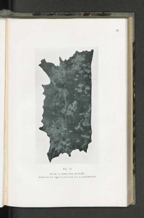 Fig. 14.