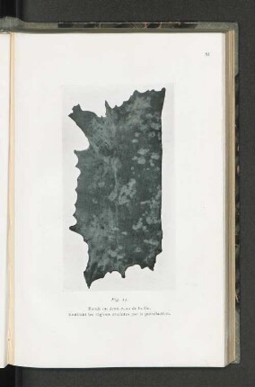 Fig. 14.