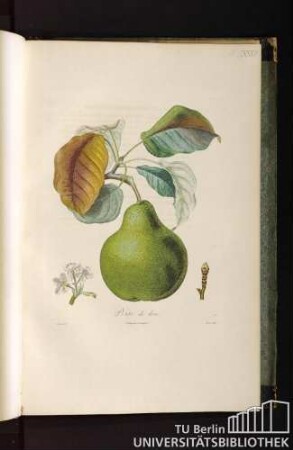 Pl. LXXVII. Poire de livre.