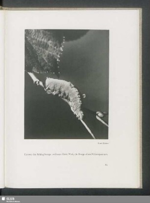 Larven der Schlupfwespe