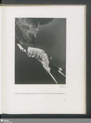 Larven der Schlupfwespe