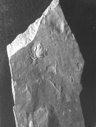 Trilobit auf kambrischen Tonschiefer, Ludwigsdorf (Kreis Görlitz)