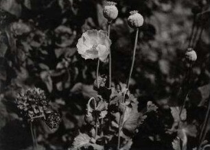 Ohne Titel (Mohn, Blüte und Früchte)