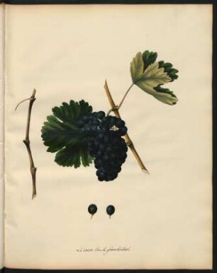 128. Le Raisin bleu de Frankenthal