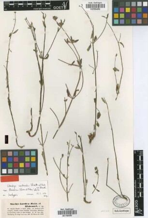 Stachys kuridca Boiss. & Hohenack. [isotype]