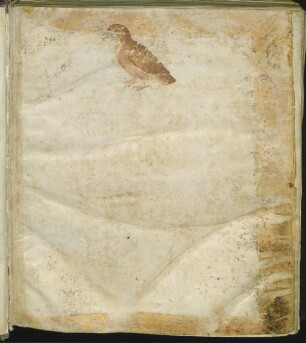 Deckfarbenmalerei: Raubvogel mit blaugrauem Schnabel