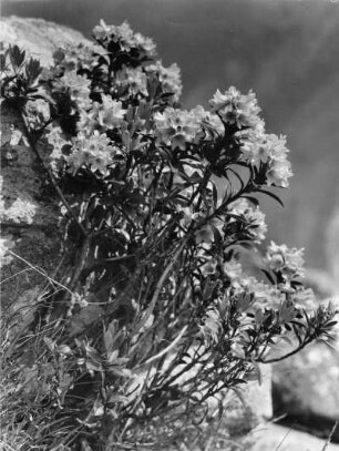 Blume