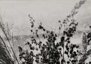 Ohne Titel (Gräser)