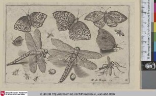[Libellen, Nachtfalter und Marienkäfer; Dragonflies, Moths and Ladybugs]