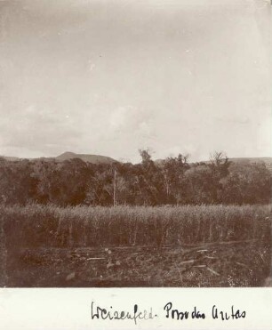 Weizenfeld. Porro das Antas