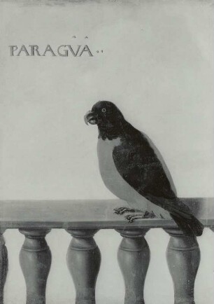 PARAGVA Paraguay-Papagei (Lori)