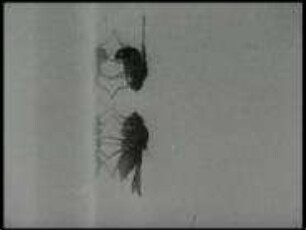 Drosophila lutea (Drosophilidae) - Balz und Kopulation