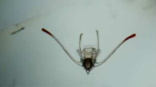 Amphiura sp. pluteus larva Helgoland 2020