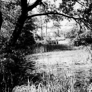 Lasbek-Gut: Lasbeker Mühlenteich mit Seerosen und Schilf: vorn links Baum und Sträucher: im Hintergrund Brücke