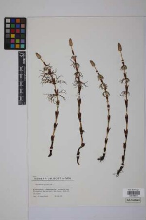 Equisetum sylvaticum L.