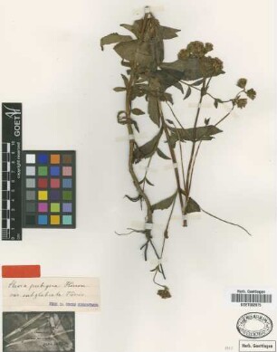 Stevia lorentzii Griseb. var. [illegible] [illegible]