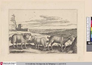[Schafe und eine Ziege; Sheep and a Goat]