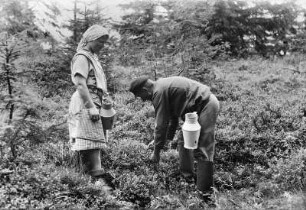 Erzgebirge, beim Heidelbeeren-Pflücken