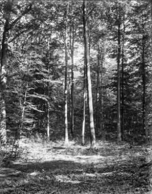 Im Wald : Aufnahme in einem Buchenwald, vermutlich in der Wöllmisse bei Jena