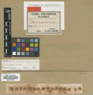 Fissidens algarvicus Solms [holotype]