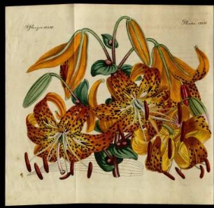 Die japanische Tiger-Lilie. (Lilium tigrinum. Kämpf.)