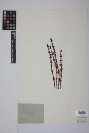 Equisetum sylvaticum L.