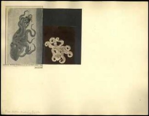 Oktopus-Aufnahmen
