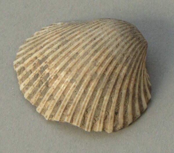 Muschelschale