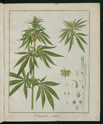 42r, Cannabis sativa