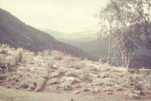 Reisefotos Norwegen. Gebirgslandschaft. Ansicht mit Birkengruppe
