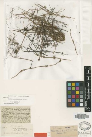 Galium pseudoaparine Griseb.