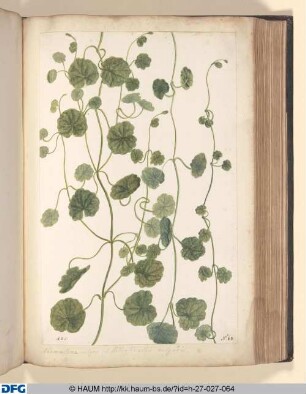 Chamaeclema vulgare. S: Hedera terrestris vulgaris.